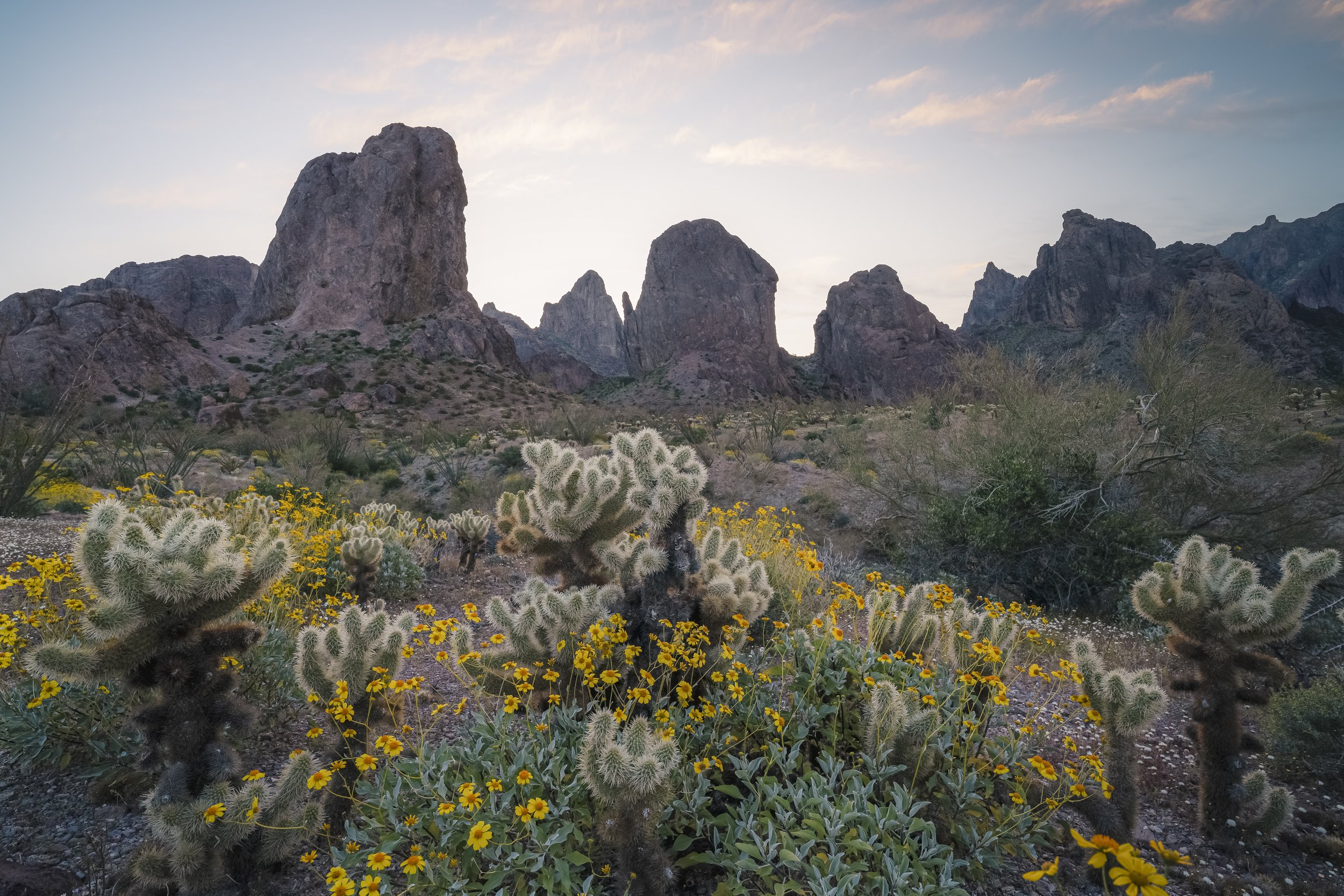 Arizona Desert Flowers: Photographing Wildflowers in Kofa
